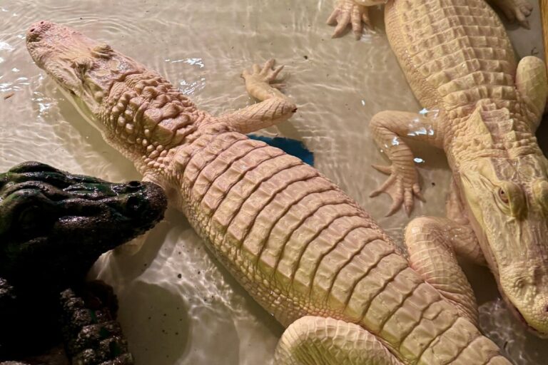 Paragon Casino accueille deux alligators albinos rares dans son habitat